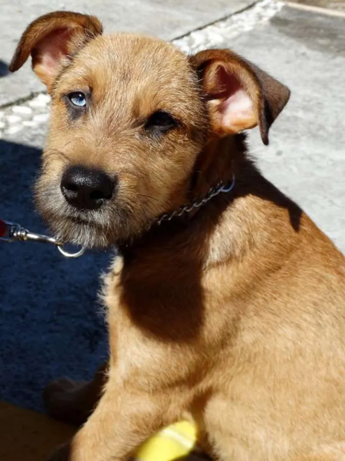 Cachorro ra a SRD idade 2 a 6 meses nome Beliza