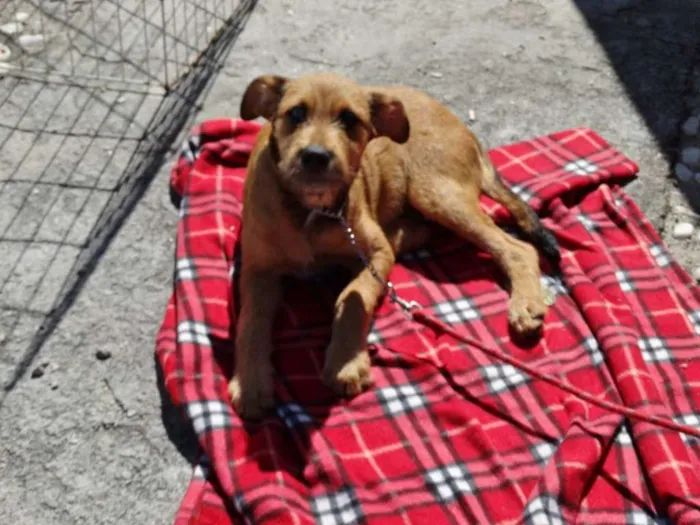 Cachorro ra a SRD idade 2 a 6 meses nome Beliza