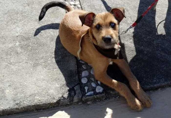 Cachorro ra a SRD idade 2 a 6 meses nome Beliza