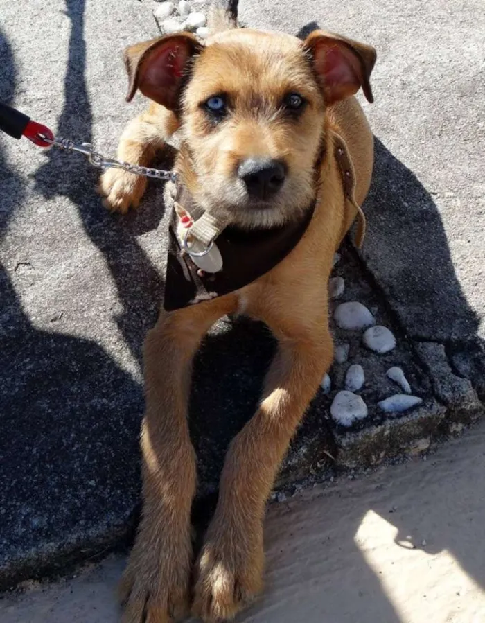 Cachorro ra a SRD idade 2 a 6 meses nome Beliza