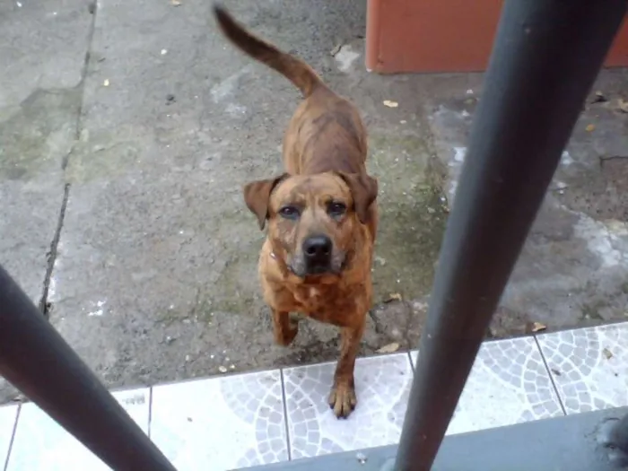 Cachorro ra a SRD idade 6 ou mais anos nome Brown