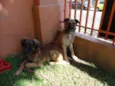 Tico e teco
