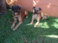 Tico e teco