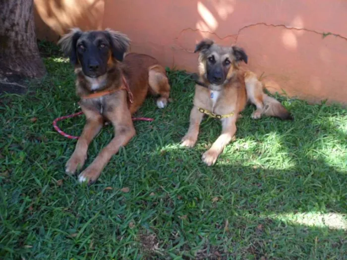 Cachorro ra a SRD idade 7 a 11 meses nome Tico e teco