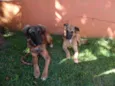 Tico e teco