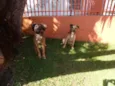 Tico e teco