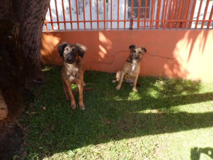 Cachorro ra a SRD idade 7 a 11 meses nome Tico e teco
