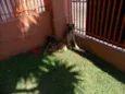Tico e teco