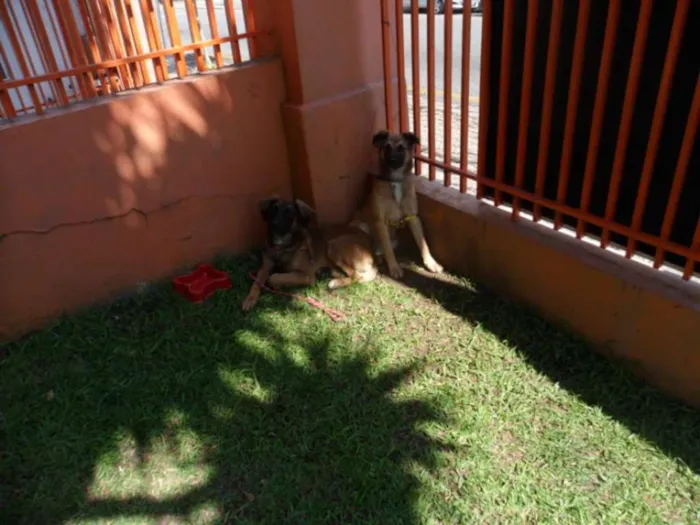 Cachorro ra a SRD idade 7 a 11 meses nome Tico e teco