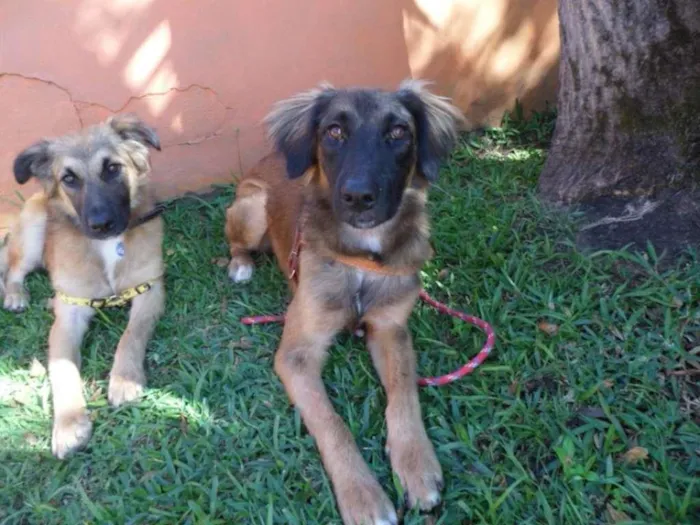 Cachorro ra a SRD idade 7 a 11 meses nome Tico e teco