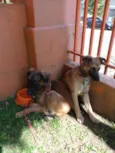 Tico e teco