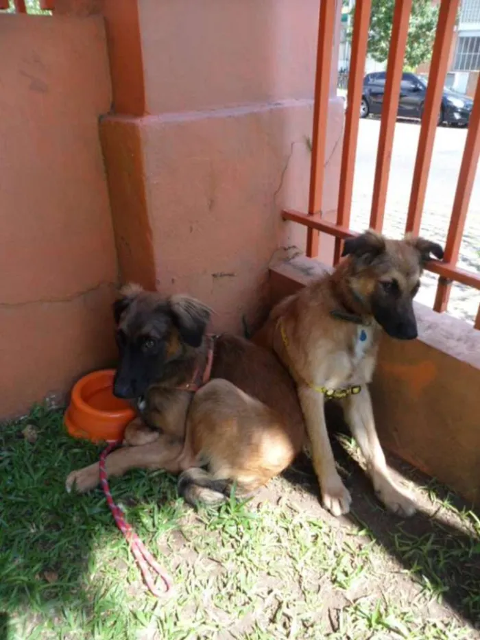 Cachorro ra a SRD idade 7 a 11 meses nome Tico e teco