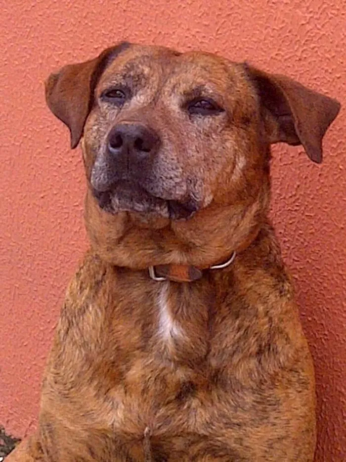 Cachorro ra a SRD idade 6 ou mais anos nome Brown