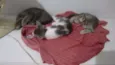 Miudinho/Tigrinho 