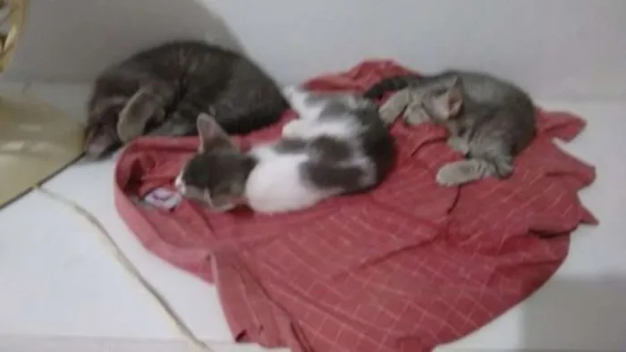 Gato raça não sei  idade 2 a 6 meses nome Miudinho/Tigrinho 
