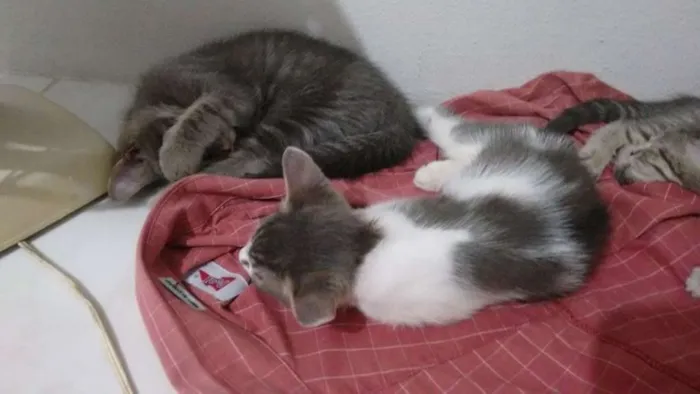 Gato raça não sei  idade 2 a 6 meses nome Miudinho/Tigrinho 