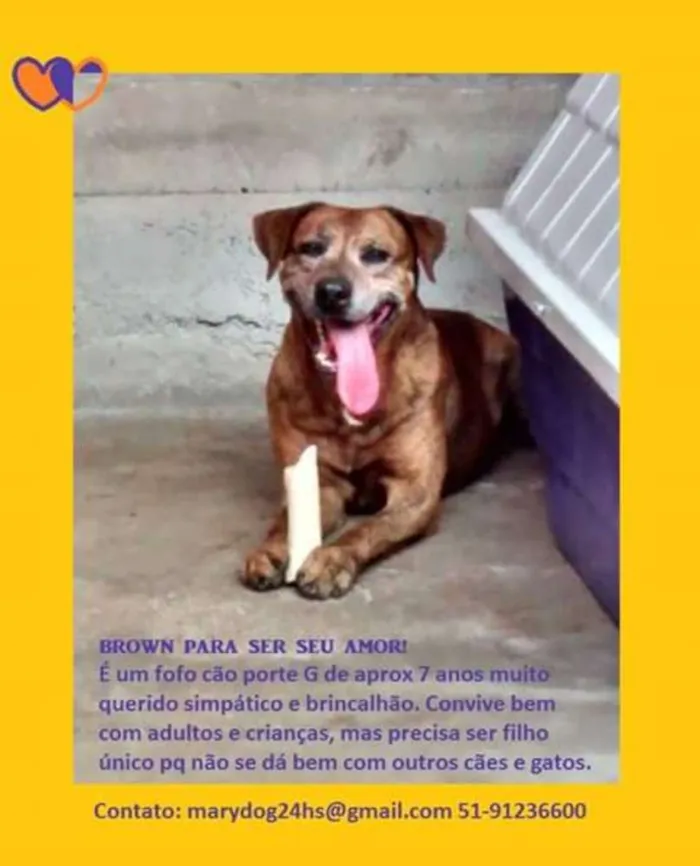 Cachorro ra a SRD idade 6 ou mais anos nome Brown