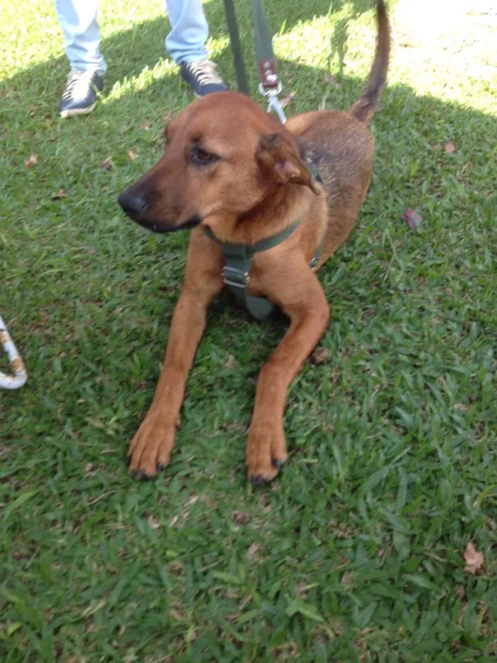 Cachorro ra a SRD idade  nome Pierre