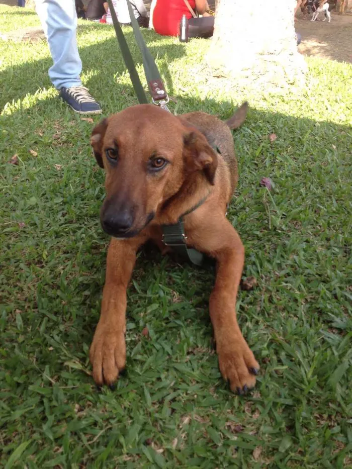 Cachorro ra a SRD idade  nome Pierre
