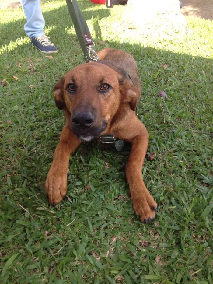 Cachorro ra a SRD idade  nome Pierre