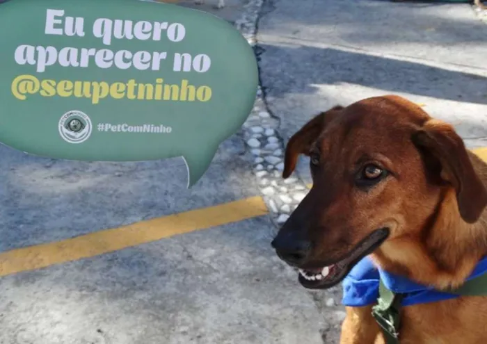 Cachorro ra a SRD idade  nome Pierre
