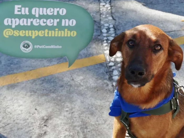 Cachorro ra a SRD idade  nome Pierre