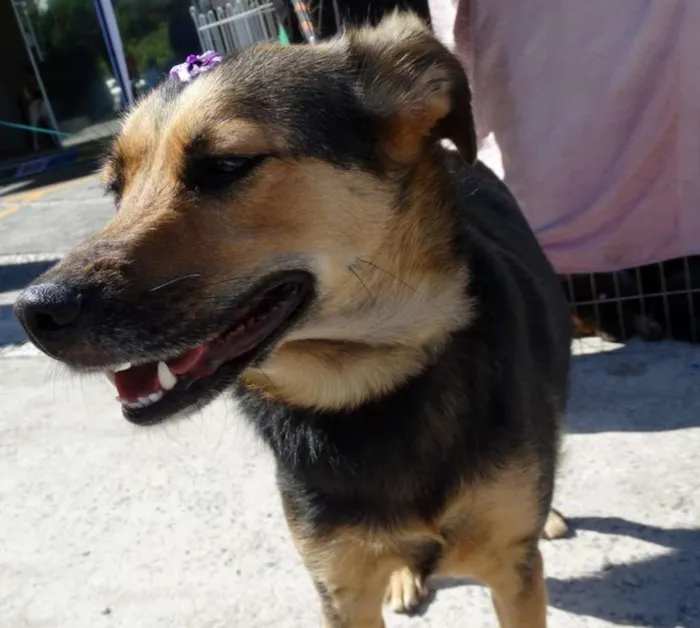 Cachorro ra a SRD idade 2 anos nome Pitty