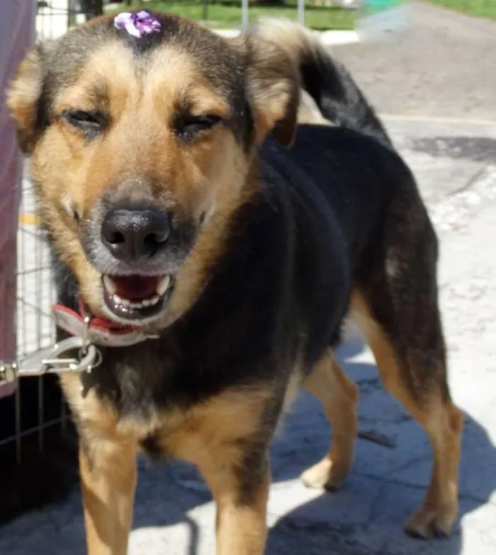 Cachorro ra a SRD idade 2 anos nome Pitty