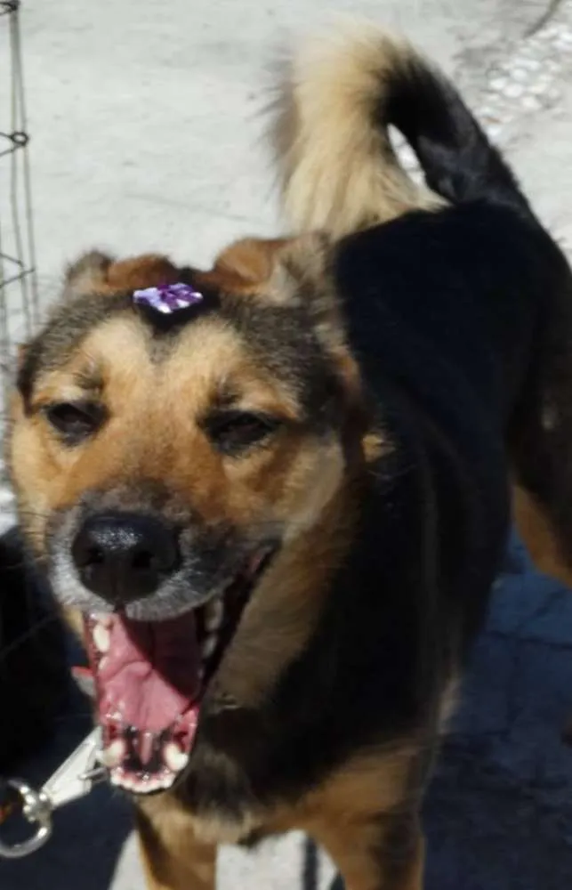 Cachorro ra a SRD idade 2 anos nome Pitty