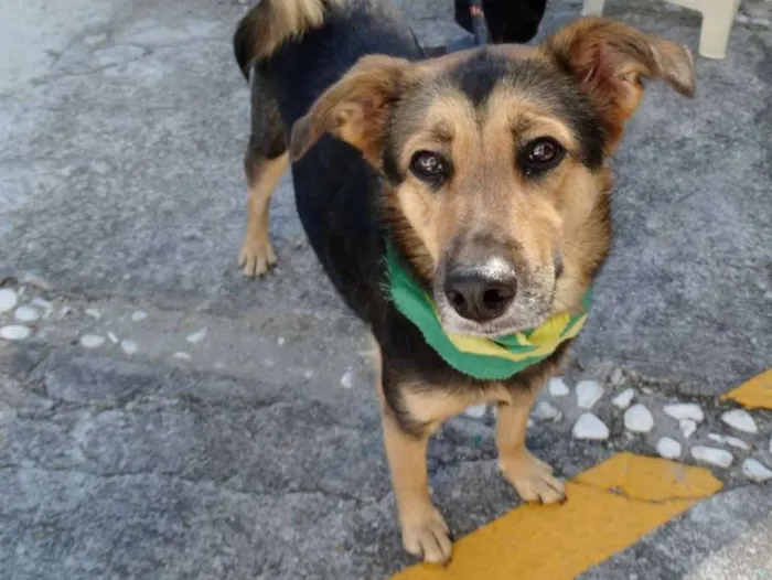 Cachorro ra a SRD idade 2 anos nome Pitty