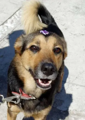 Cachorro raça SRD idade 2 anos nome Pitty