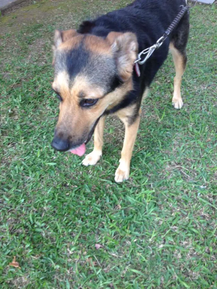Cachorro ra a SRD idade 2 anos nome Pitty