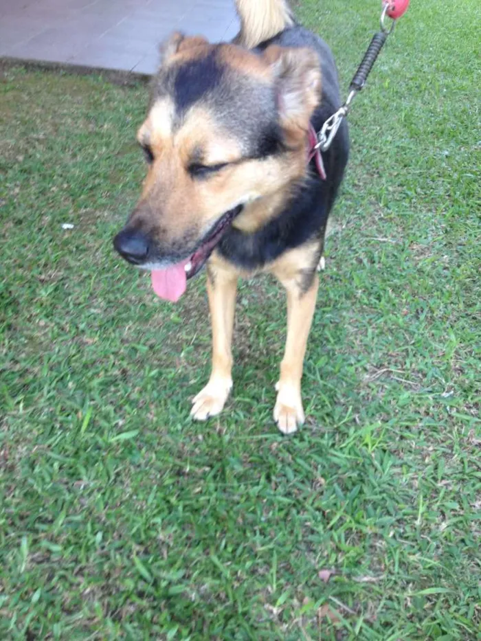 Cachorro ra a SRD idade 2 anos nome Pitty