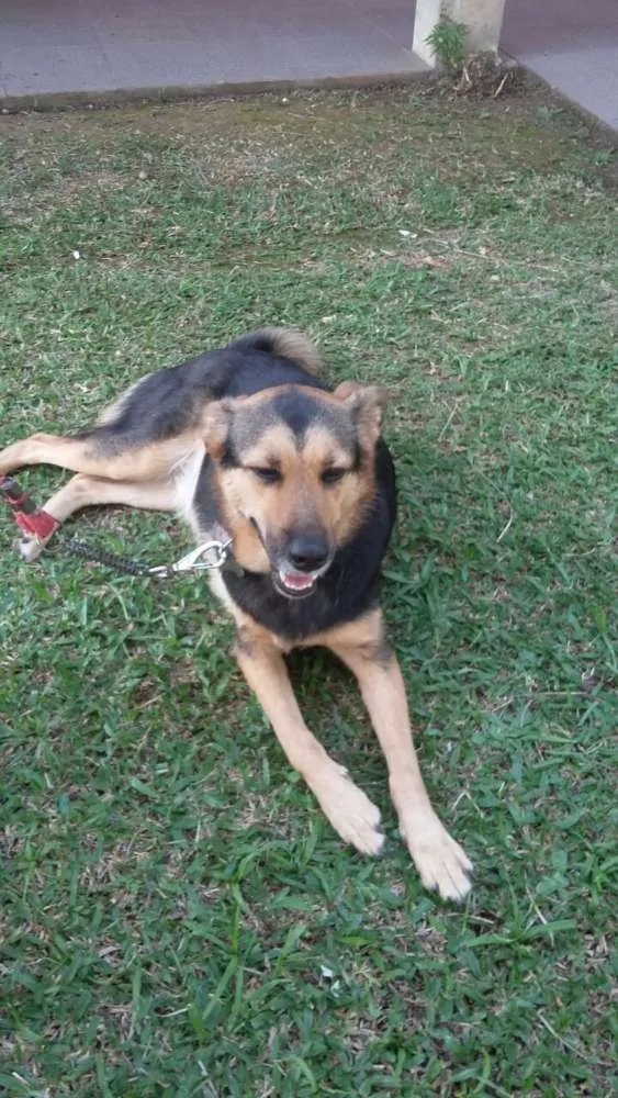 Cachorro ra a SRD idade 2 anos nome Pitty