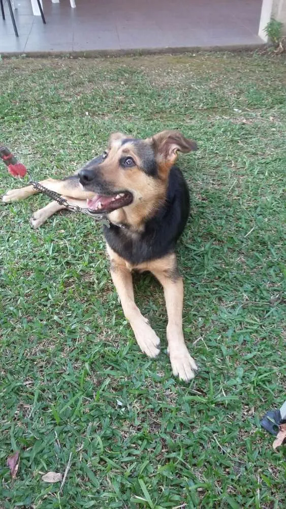 Cachorro ra a SRD idade 2 anos nome Pitty
