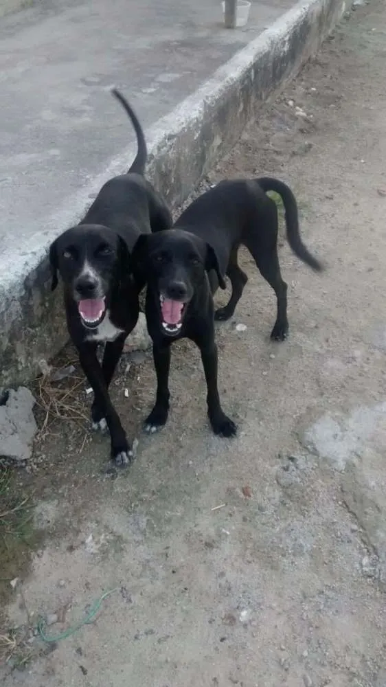Cachorro raça MISTURA DE LABRADOR idade 1 ano nome PRETINHA E PRETINHO