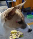 Kira