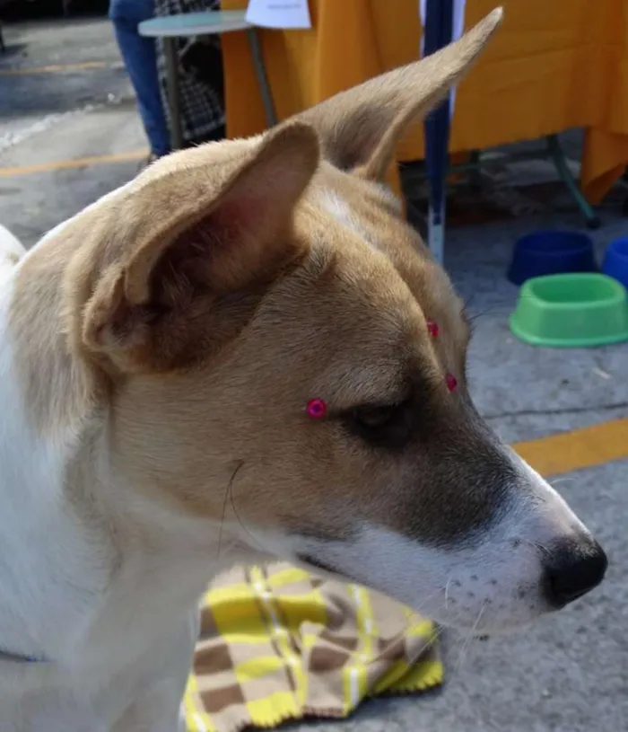Cachorro ra a SRD idade 7 a 11 meses nome Kira