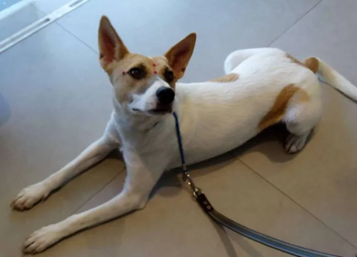 Cachorro ra a SRD idade 7 a 11 meses nome Kira