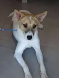 Kira