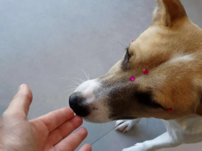 Cachorro ra a SRD idade 7 a 11 meses nome Kira