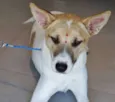 Kira