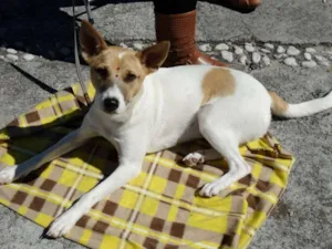Cachorro raça SRD idade 7 a 11 meses nome Kira