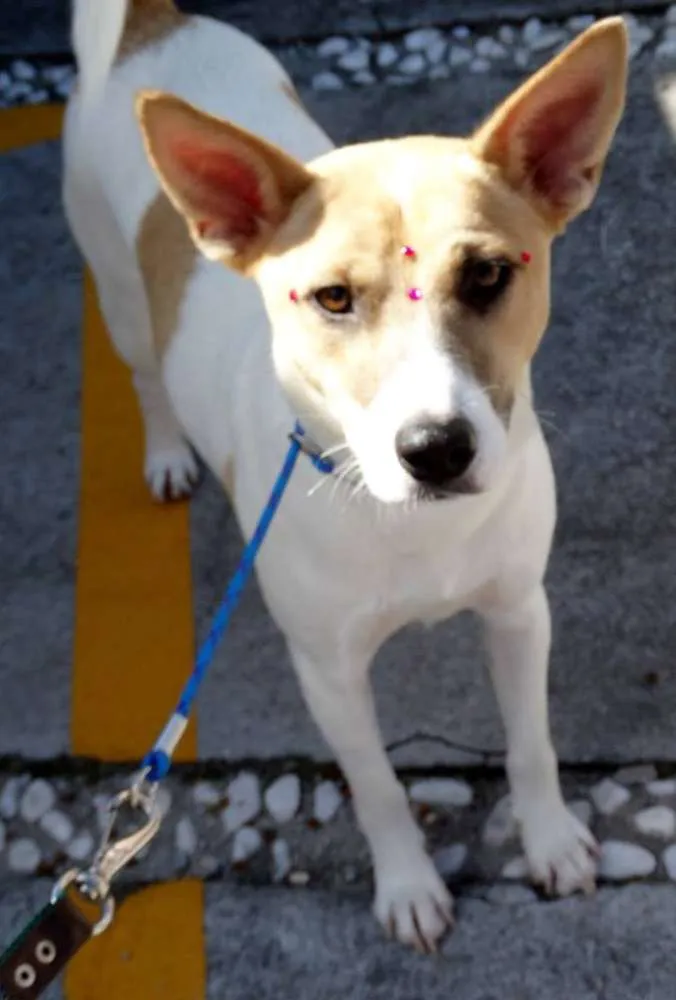 Cachorro ra a SRD idade 7 a 11 meses nome Kira