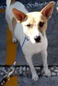 Kira