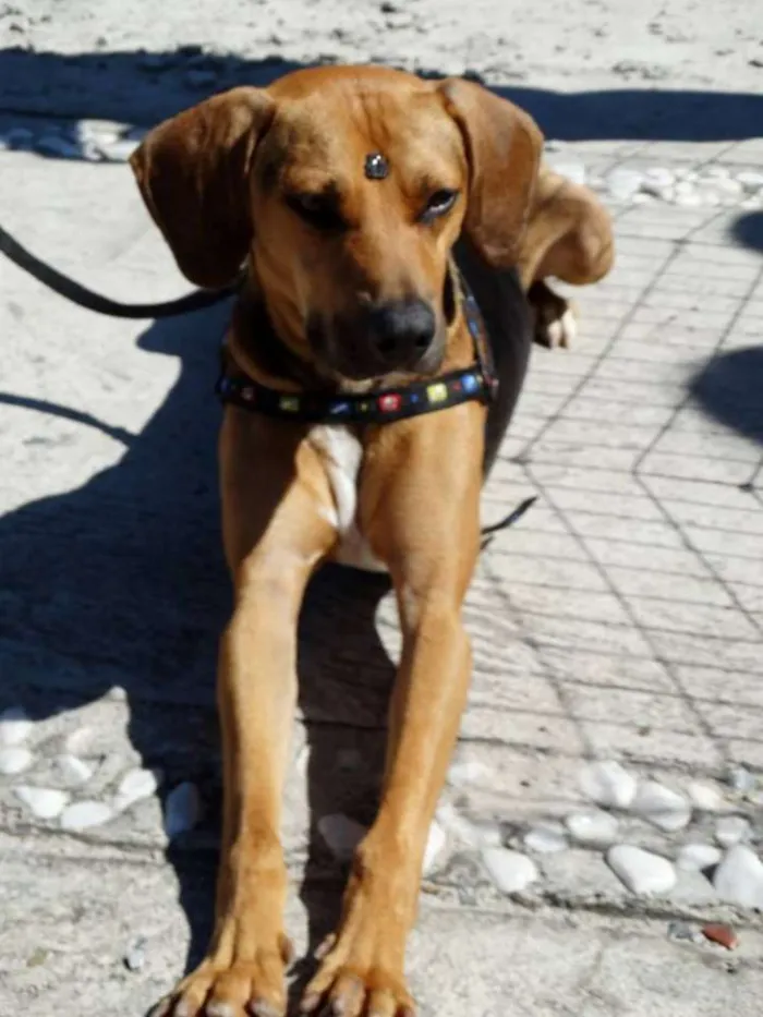 Cachorro ra a SRD idade 4 anos nome Pop