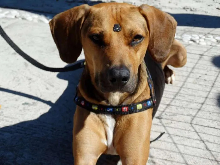 Cachorro ra a SRD idade 4 anos nome Pop