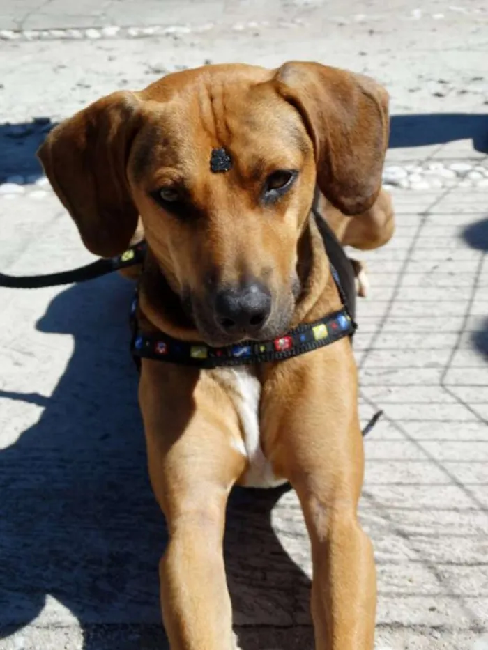 Cachorro ra a SRD idade 4 anos nome Pop