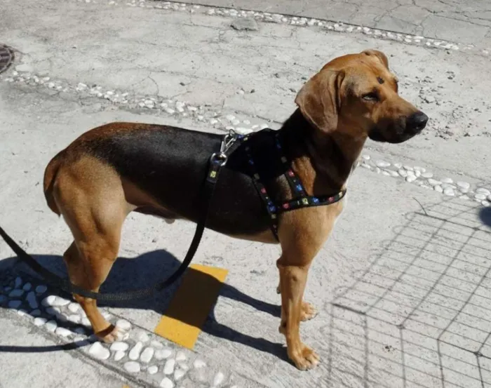 Cachorro ra a SRD idade 4 anos nome Pop