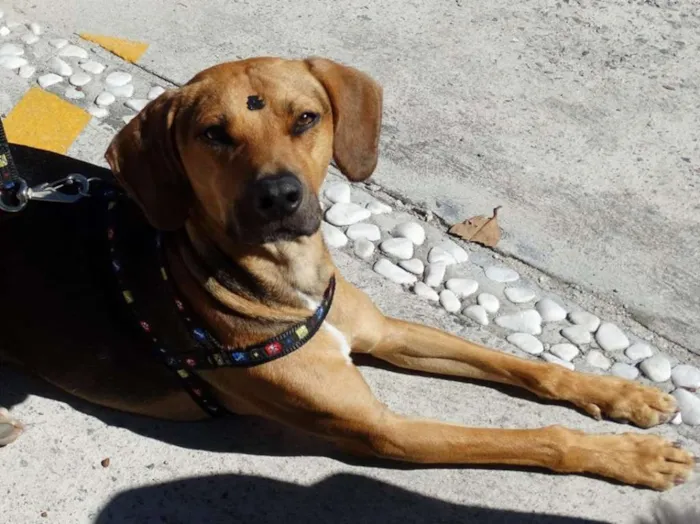 Cachorro ra a SRD idade 4 anos nome Pop